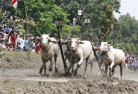Về An Giang xem Hội đua bò