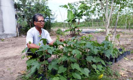 Lão nông “se duyên” cho chanh dây với cây thuốc