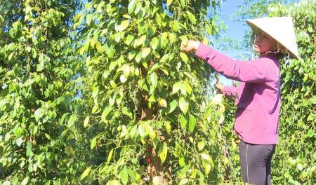 Bù Gia Mập ngày mới