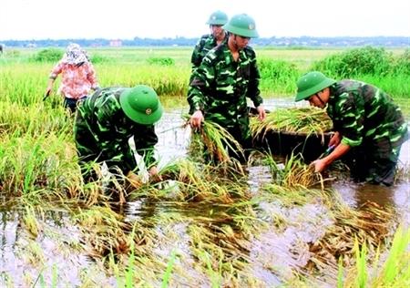 Xuất khẩu gạo Việt Nam đối mặt với nhiều thách thức