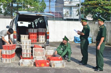 Tiêu hủy 2.000 con gà giống nhập lậu