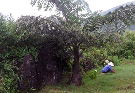 Người Pa Kô với độc đáo "rượu cây"