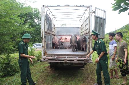 Tiêu hủy lợn nhập lậu qua biên giới