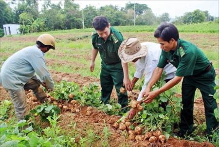 Ngọt bùi Vĩnh Châu