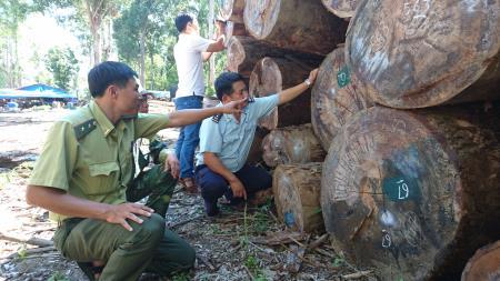 Không có chuyện gỗ lậu được “phù phép” qua lối mở