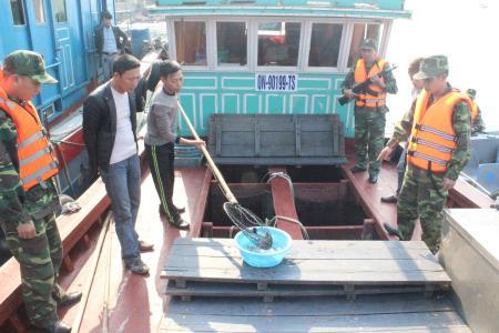 Đồn BPCK cảng Vạn Gia bắt giữ 6 nghìn con cá song nhập lậu