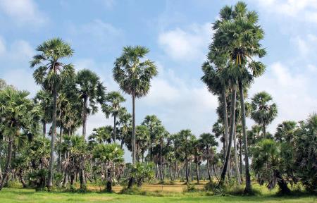 Đậm đà vị ngọt vùng biên