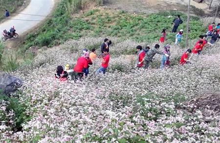 Suy nghĩ từ cánh đồng tam giác mạch