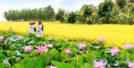 Hương sen