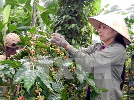 Các ngân hàng sẵn sàng đáp ứng nhu cầu vốn phát triển Tây Nguyên