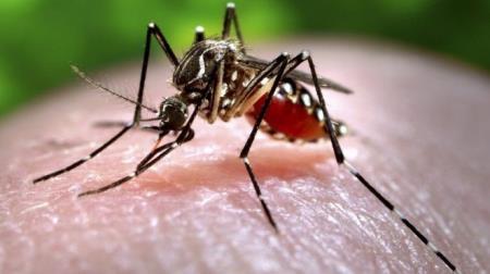 Cả nước có 43 người nhiễm vi rút Zika