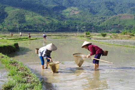 Mùa “săn” nòng nọc