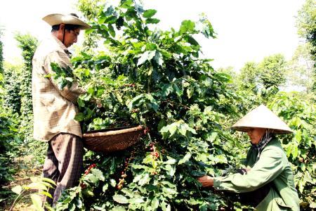 Giấc mơ hồng trên rẫy cà phê