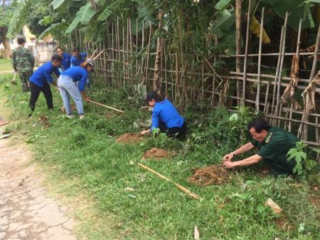 Trồng hơn 12.000 cây hoa dã quỳ dọc đường biên giới