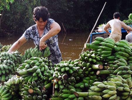 "Cây vàng" trên xứ rừng U Minh