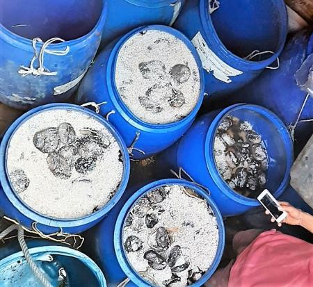 Đồn Biên phòng Hòn Chuối phát hiện phương tiện khai thác gần 4 tạ hải sâm