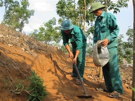 Cây xóa đói nghèo ở vùng cao Lai Châu