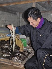 "Triệu phú không tay"