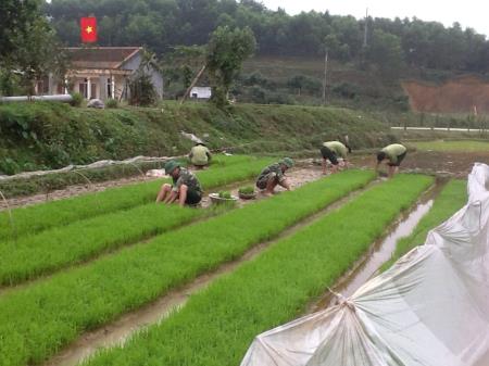 Đồn BP Ngọc Lâm giúp dân cấy lúa vụ Đông Xuân