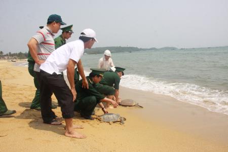 Thả 4 con rùa biển về tự nhiên