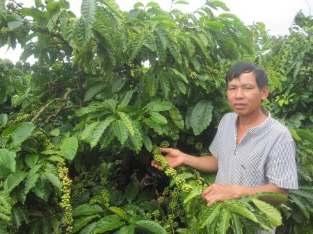 Giúp nông dân trồng cà phê ứng phó với biến đổi khí hậu