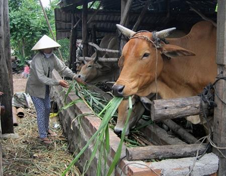 Khi con bò là "đầu cơ nghiệp"