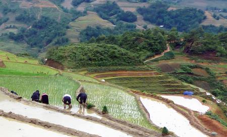 Vựa lúa nơi chênh vênh mép núi