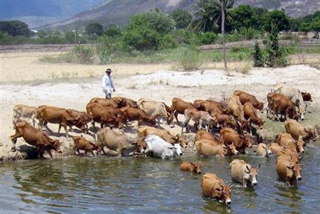 "Bò tặc" hoành hành ở Đồng bằng sông Cửu Long
