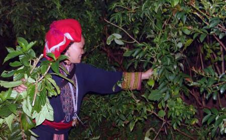 Nghề "săn" thảo dược của người Dao đỏ