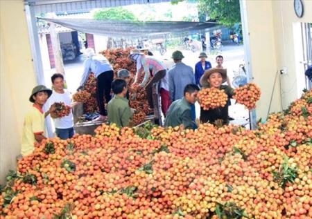Vải thiều vào vụ