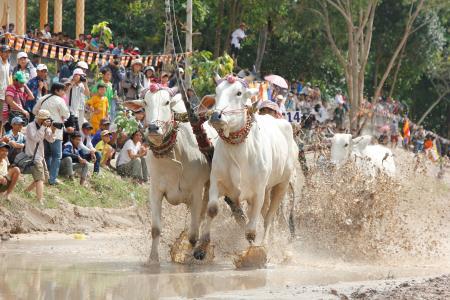 Hội đua bò chùa Rô – Tìm lại nét đẹp truyền thống
