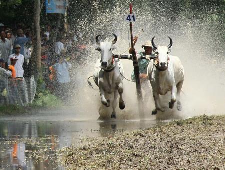 Nỗ lực giữ gìn lễ hội đua bò truyền thống