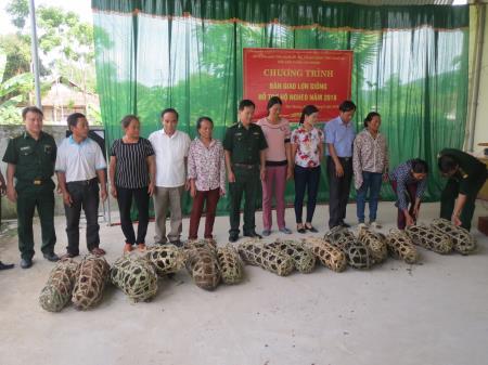 Đồn BP Tam Quang hỗ trợ lợn giống cho hộ nghèo
