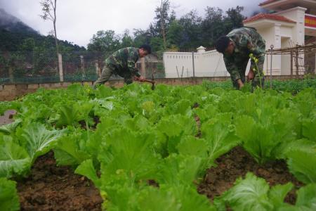 Đảm bảo nguồn rau xanh cho bộ đội ở vùng đất khó