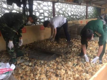 Đồn Biên phòng cửa khẩu Chi Ma thu giữ 3.000 con gà giống nhập lậu