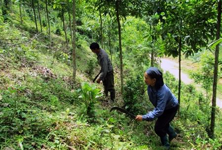 Kỳ tích ở những "cánh rừng Bác Hồ"