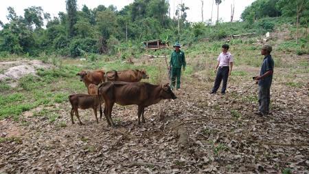 Nuôi bò là cứu cánh của huyện nghèo biên giới