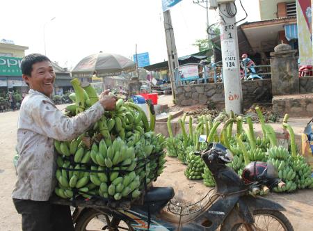 Nông dân Hướng Hóa phấn khởi vì giá chuối tăng gấp đôi