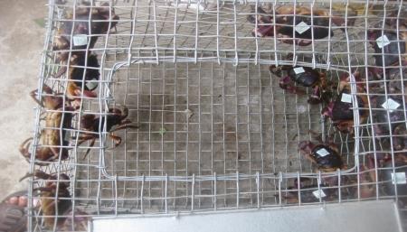 Cù Lao Chàm – một thương hiệu về môi trường và bảo tồn