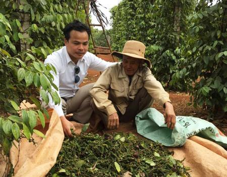 Nông dân điêu đứng vì hồ tiêu rớt giá