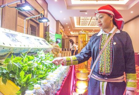 Mô hình Hợp tác xã sâm bảo vệ biên giới