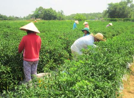 Cuộc sống của đồng bào Khmer ở Trà Vinh có nhiều khởi sắc