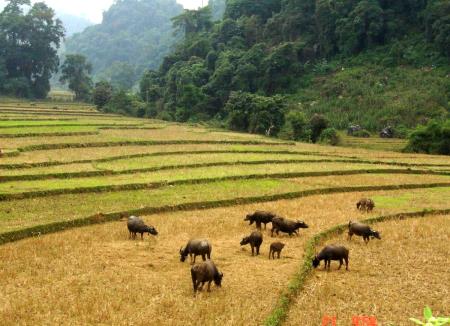 Cảnh báo nguy cơ lây lan bệnh Nhiệt thán ở các tỉnh phía Bắc