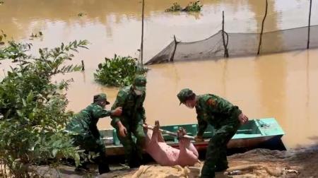 Điều tra vụ vận chuyển trái phép lợn thịt từ Campuchia vào Việt Nam