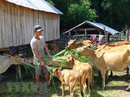 Phân bổ ngân sách thực hiện mục tiêu phát triển vùng đồng bào dân tộc thiểu số