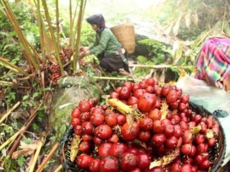 Hiệu quả từ phát triển mô hình trồng cây dược liệu quý dưới tán rừng
