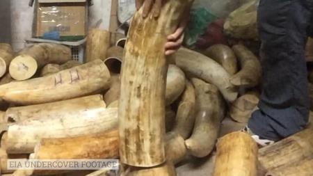 3 người Việt Nam bị tuyên phạt tù về tội buôn bán động vật hoang dã trái phép từ châu Phi về Việt Nam