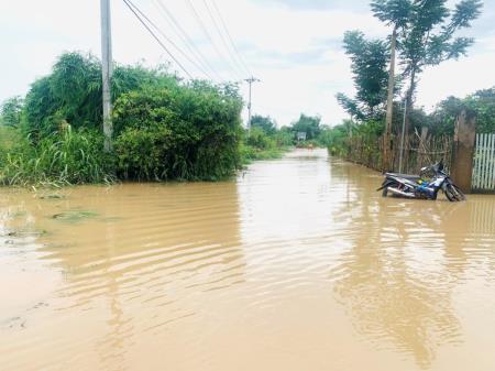 Thiệt hại hơn 1.462ha cây trồng do ảnh hưởng của thiên tai trên địa bàn biên giới huyện Ea Súp