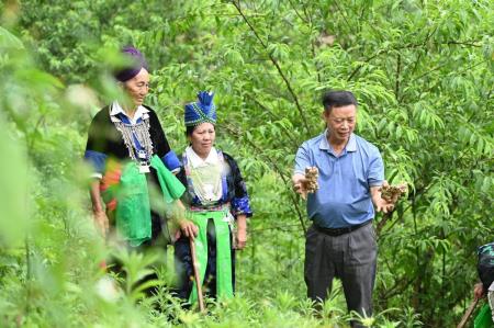 Người tiên phong đưa cây gừng ở Kỳ Sơn vươn ra thế giới