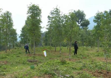 Bình Gia phát triển kinh tế từ rừng